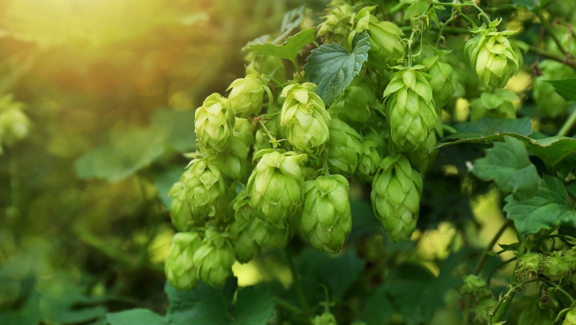 Hops. Chuvash Republic