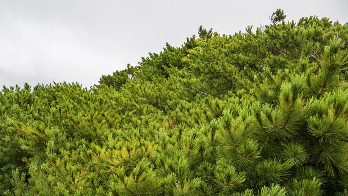 Siberian dwarf pine. Magadan region