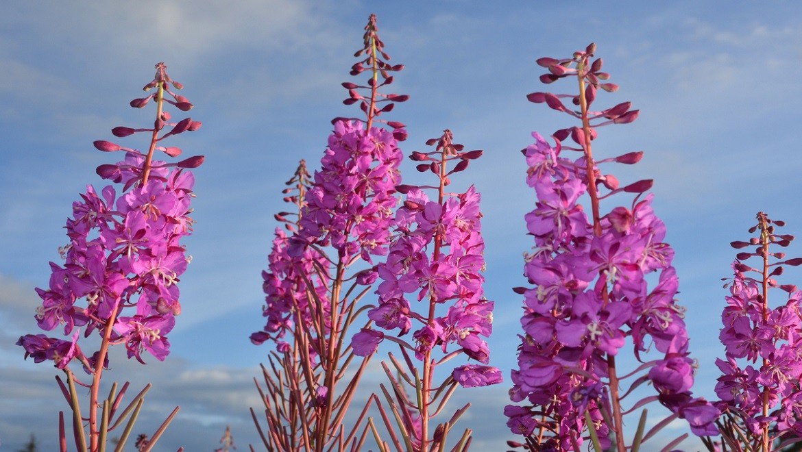 Narrow-leaf fireweed (Ivan-chai). Tyumen region