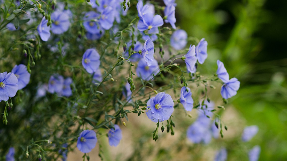 Flax. Ivanovo region