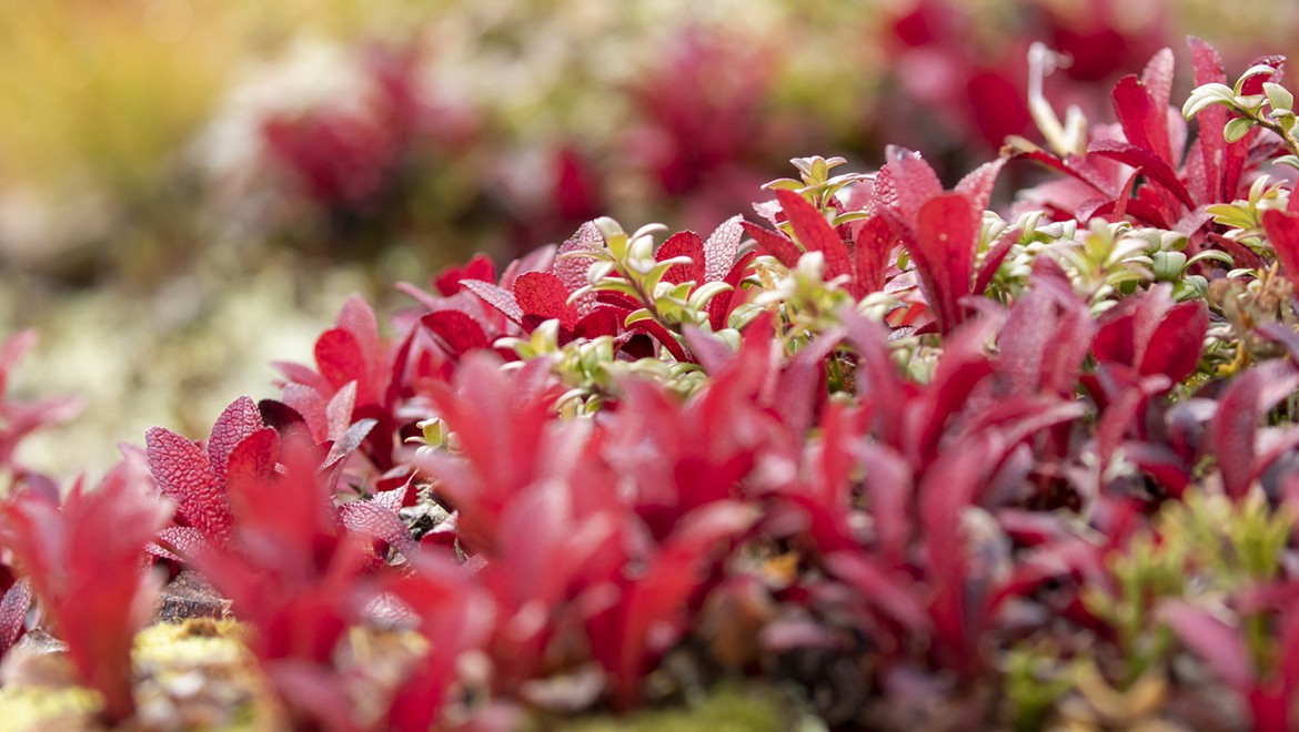 Alpine Bearberry. Kamchatka Region