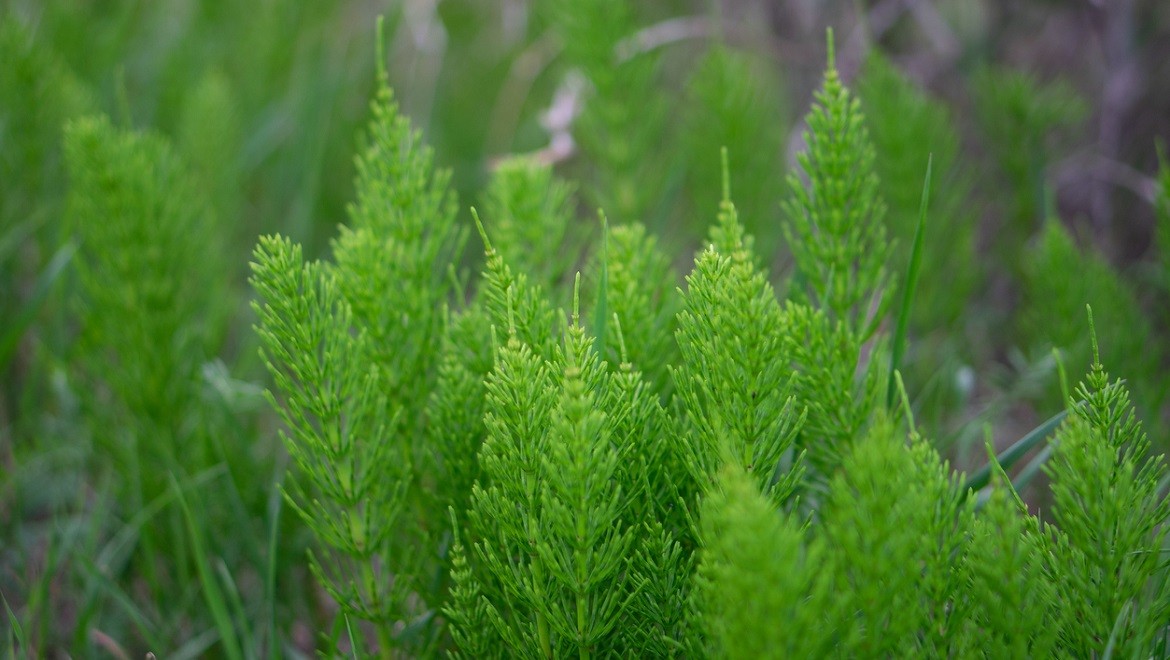 Field horsetail. Perm region