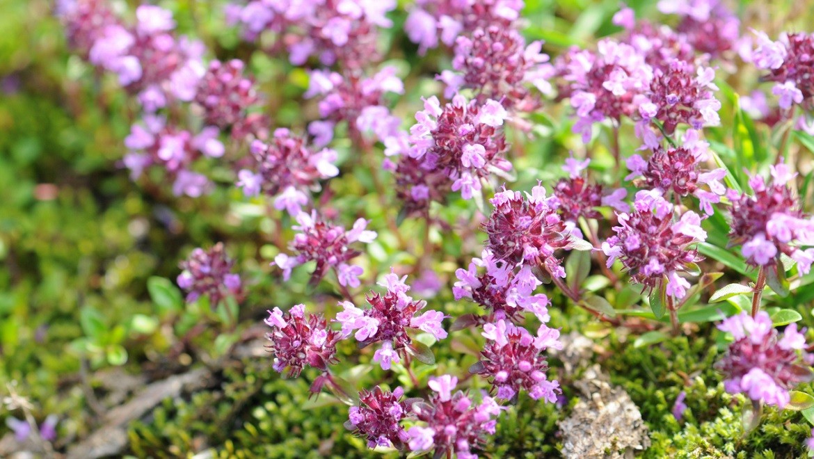 Zhiguli thyme. Samara region
