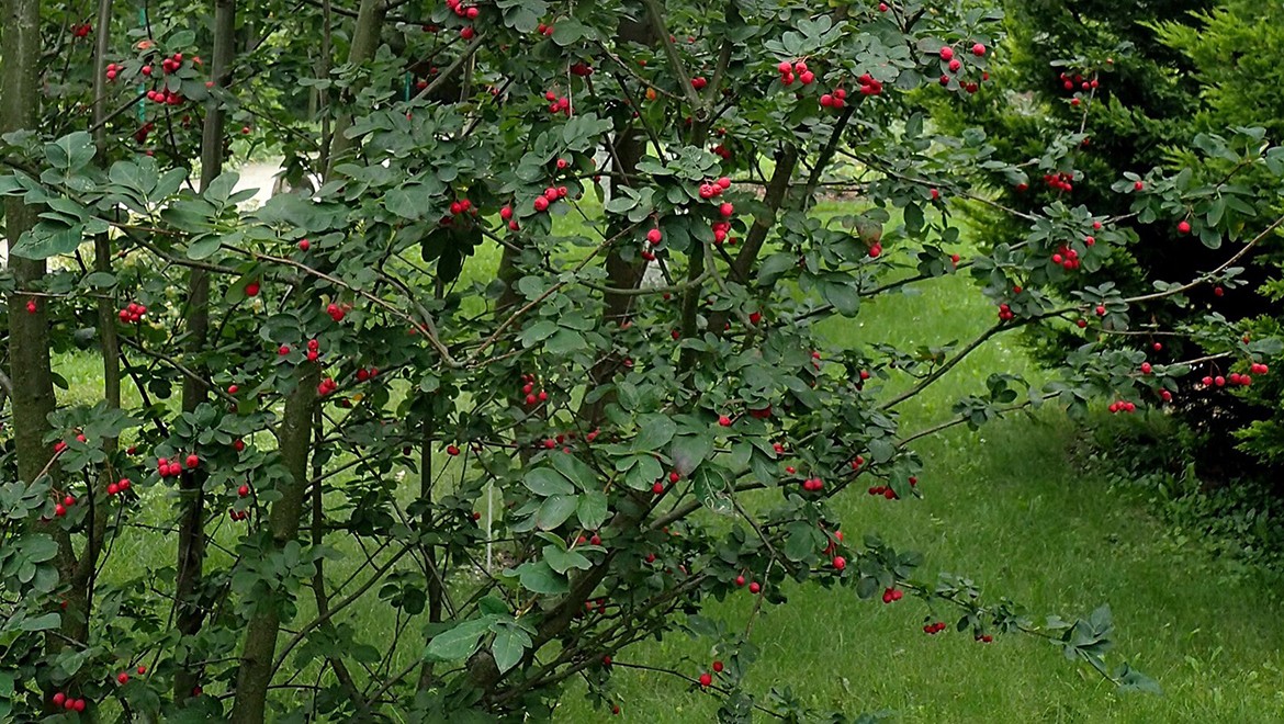 Sorbocotoneaster Pozdnjakovii. Republic of Sakha (Yakutia)