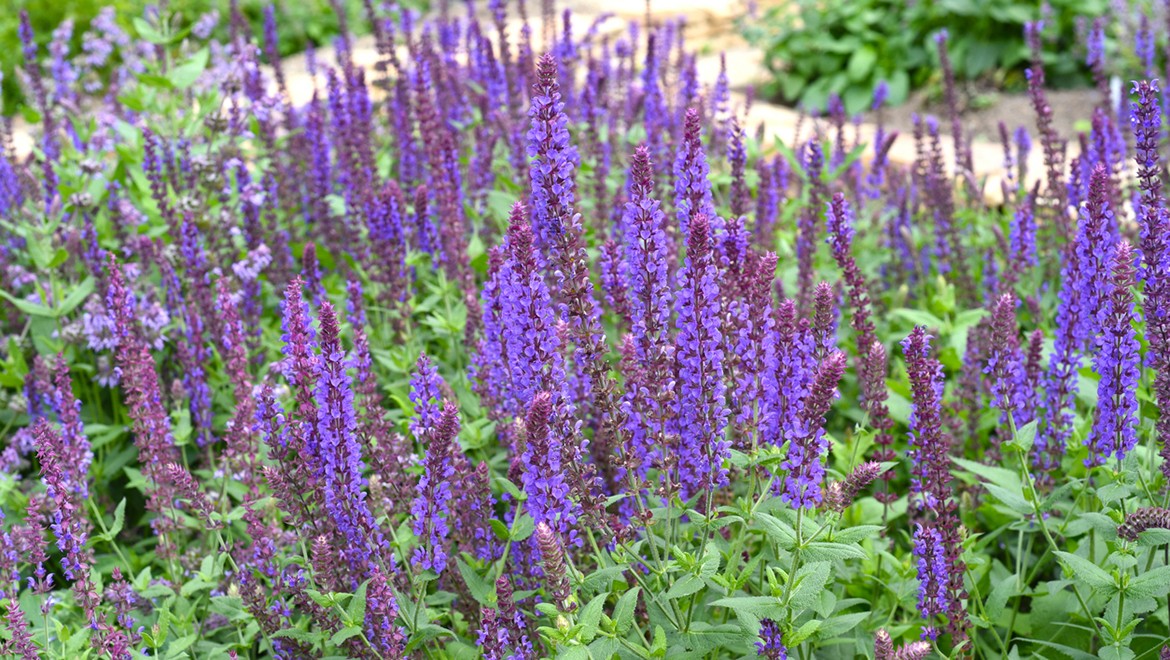 Woodland Sage. Republic of Adygea