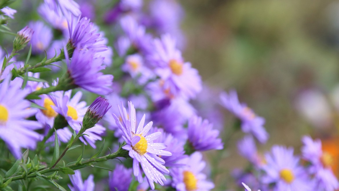 Alpine aster. Chechen Republic