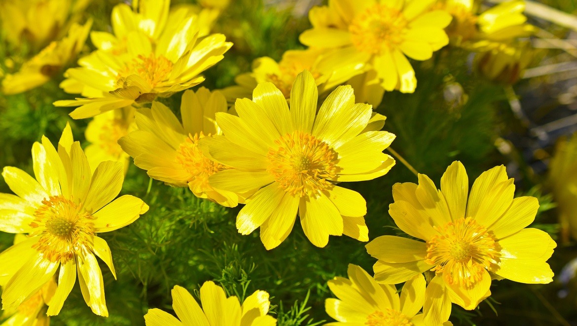 Spring pheasant's eye (adonis). Kursk region