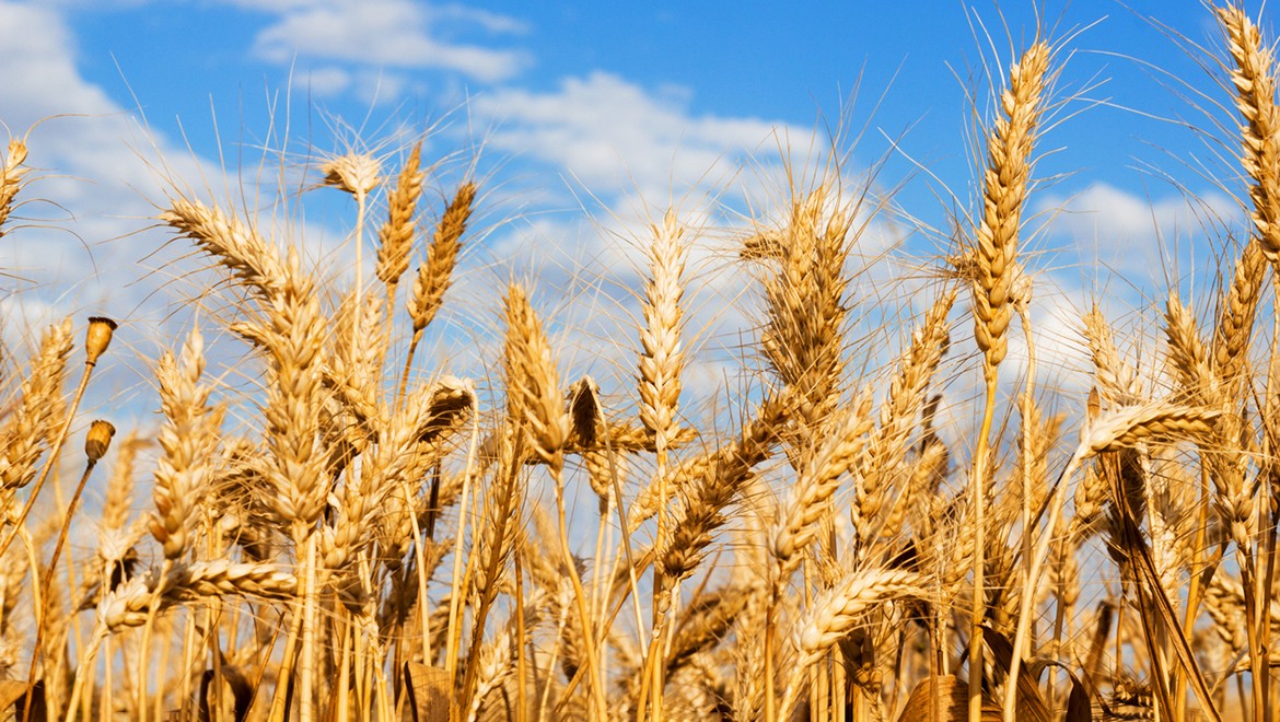 Wheat. Stavropol region