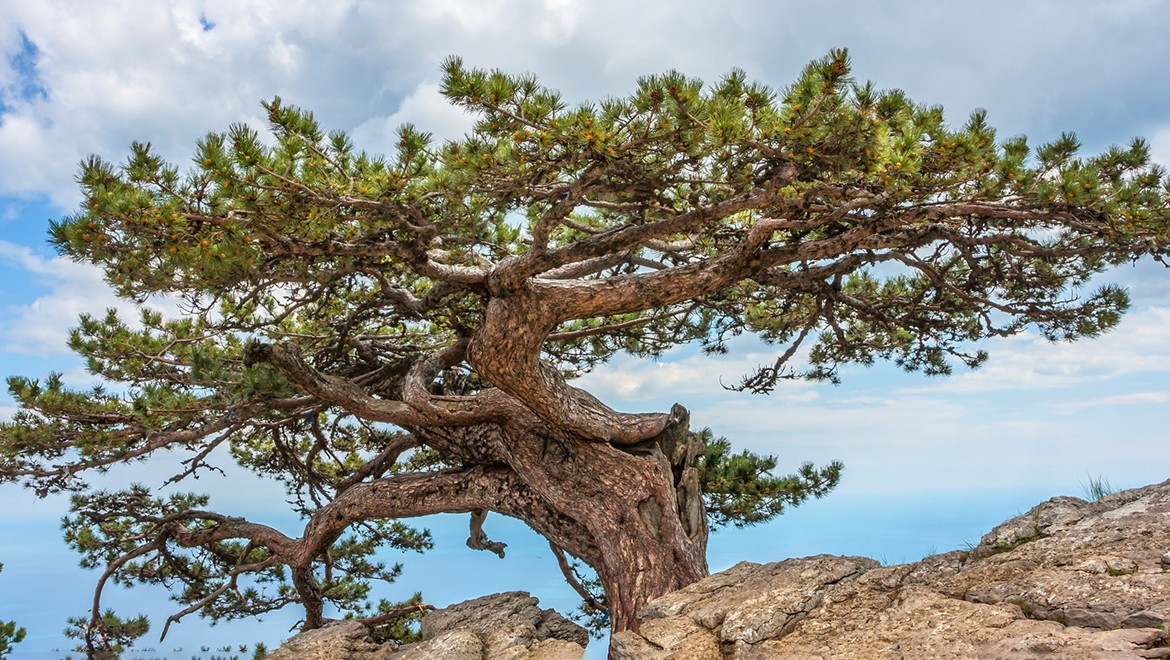Stankevich pine. Sevastopol