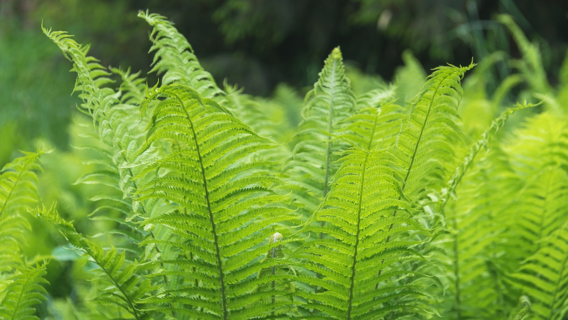 Fern. Jewish Autonomous Region