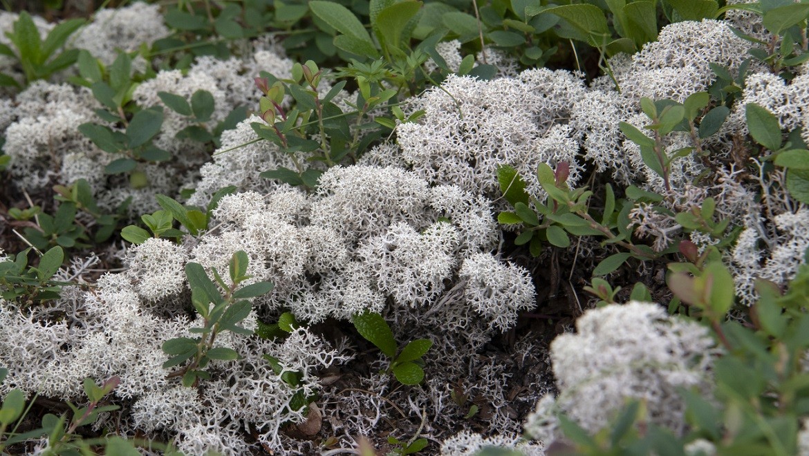 Reindeer lichen. Yamalo-Nenets Autonomous Area