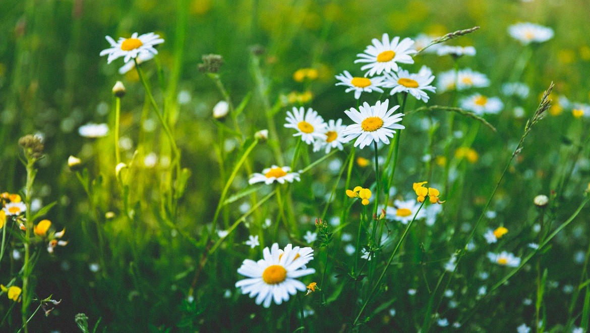 Chamomile. Voronezh region