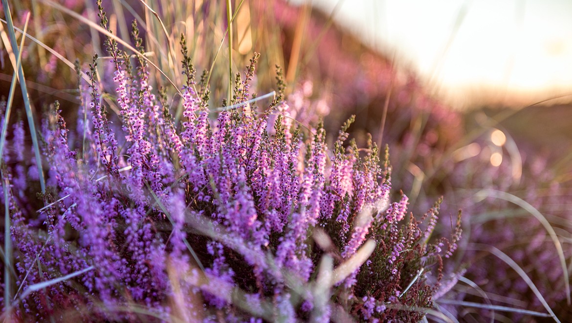 Heather. Pskov Region
