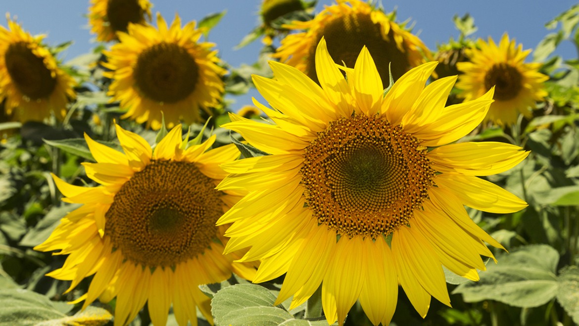 Sunflower. Kherson region