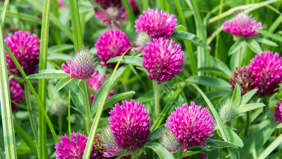 Red clover. Vologda region