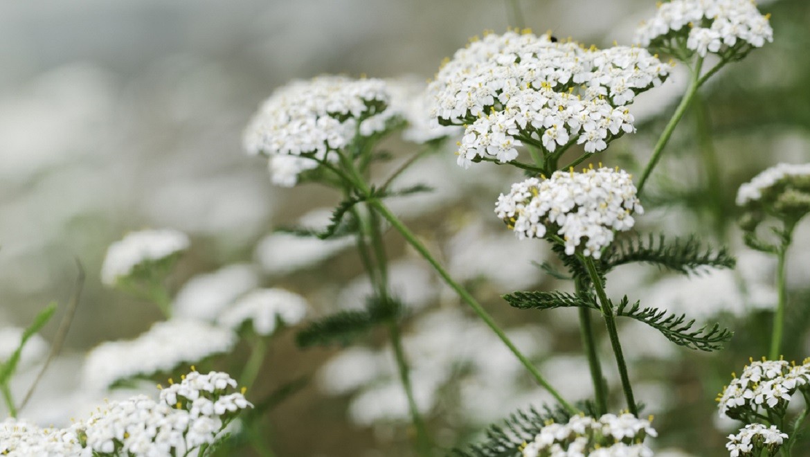 Yarrow. Tver region