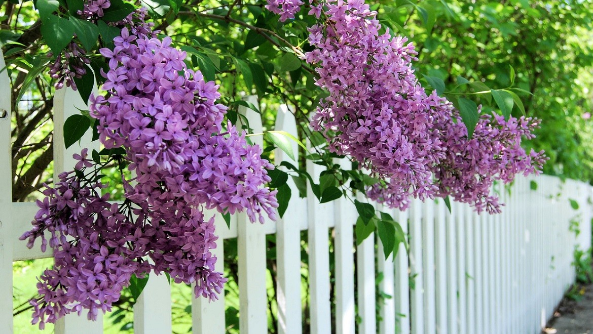 Lilacs. Belgorod region