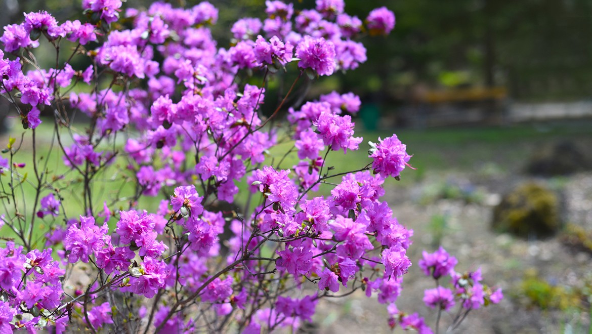 Daurian rhododendron. Zabaykalsky region