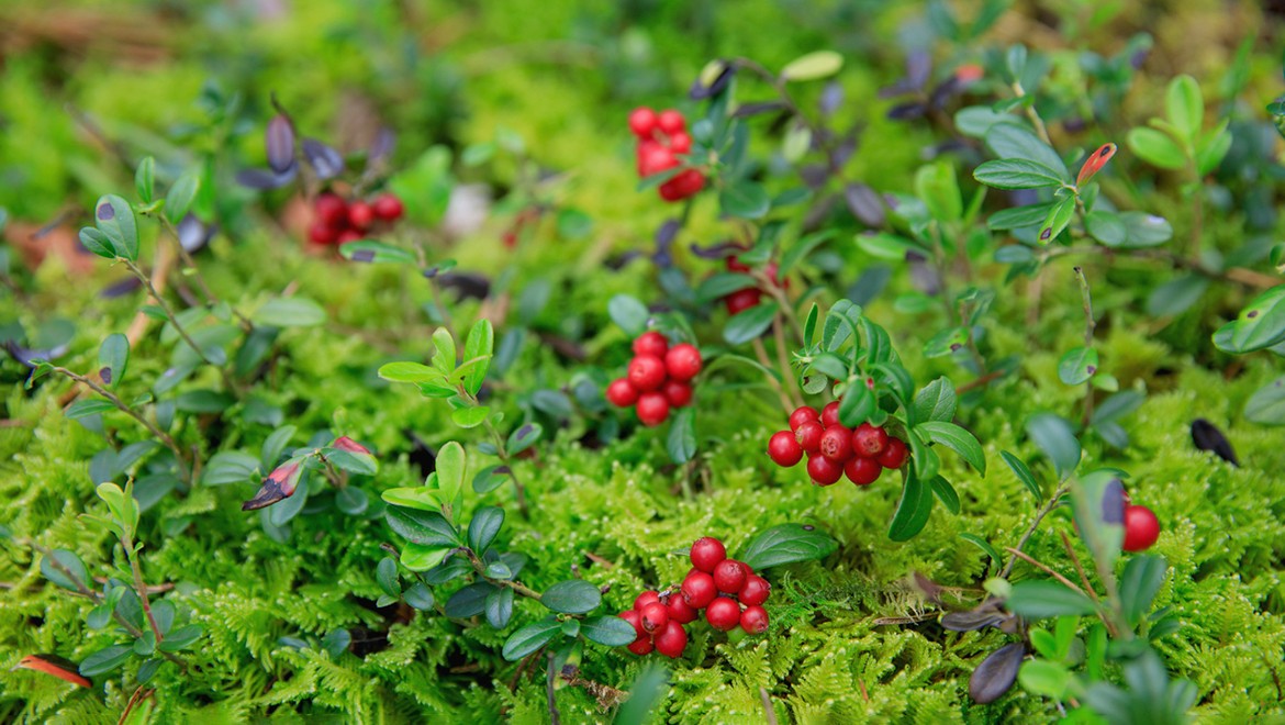 Lingonberry. Leningrad region