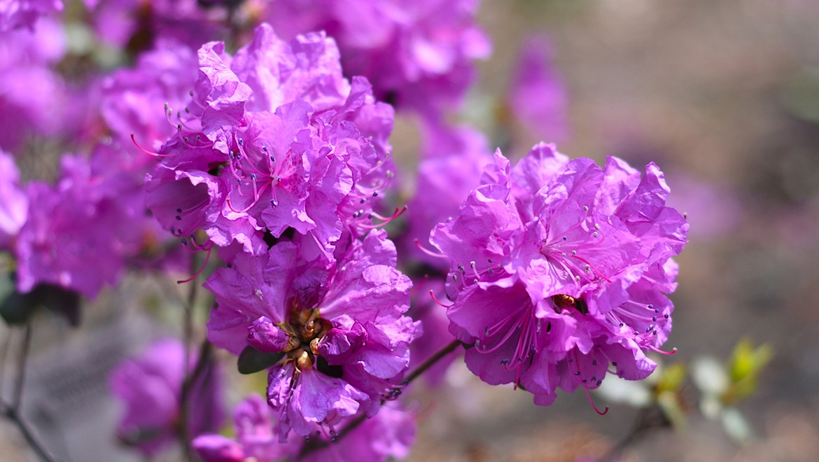 Rhododendron mucronulatum. Primorye region