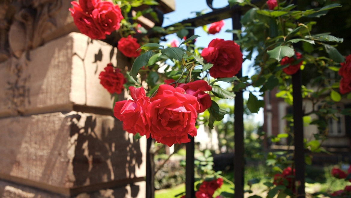Floribunda rose. Yaroslavl region