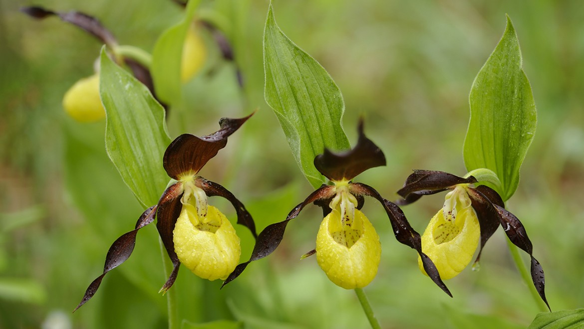 Venus slipper. Kostroma region