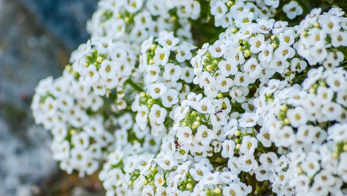 Sweet alyssum. Republic of Ingushetia