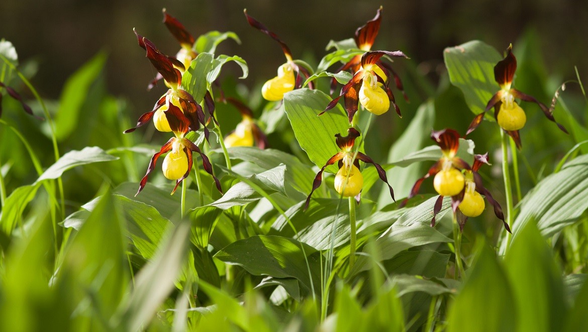 Venus slipper orchid. Republic of Buryatia