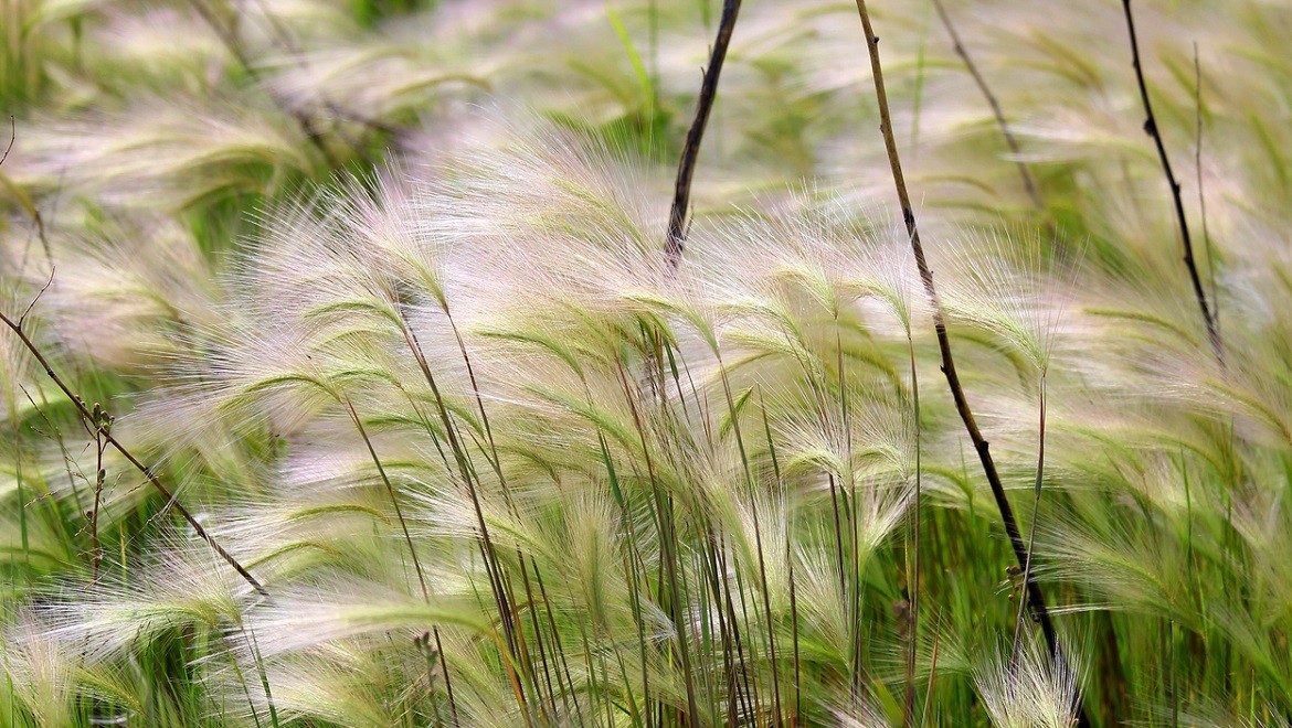 Feather grass. Orenburg region