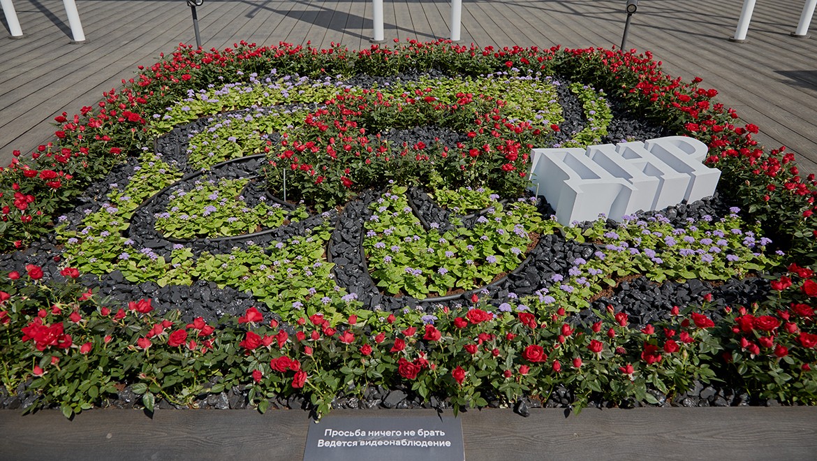 Rose of Donbass. Donetsk People’s Republic