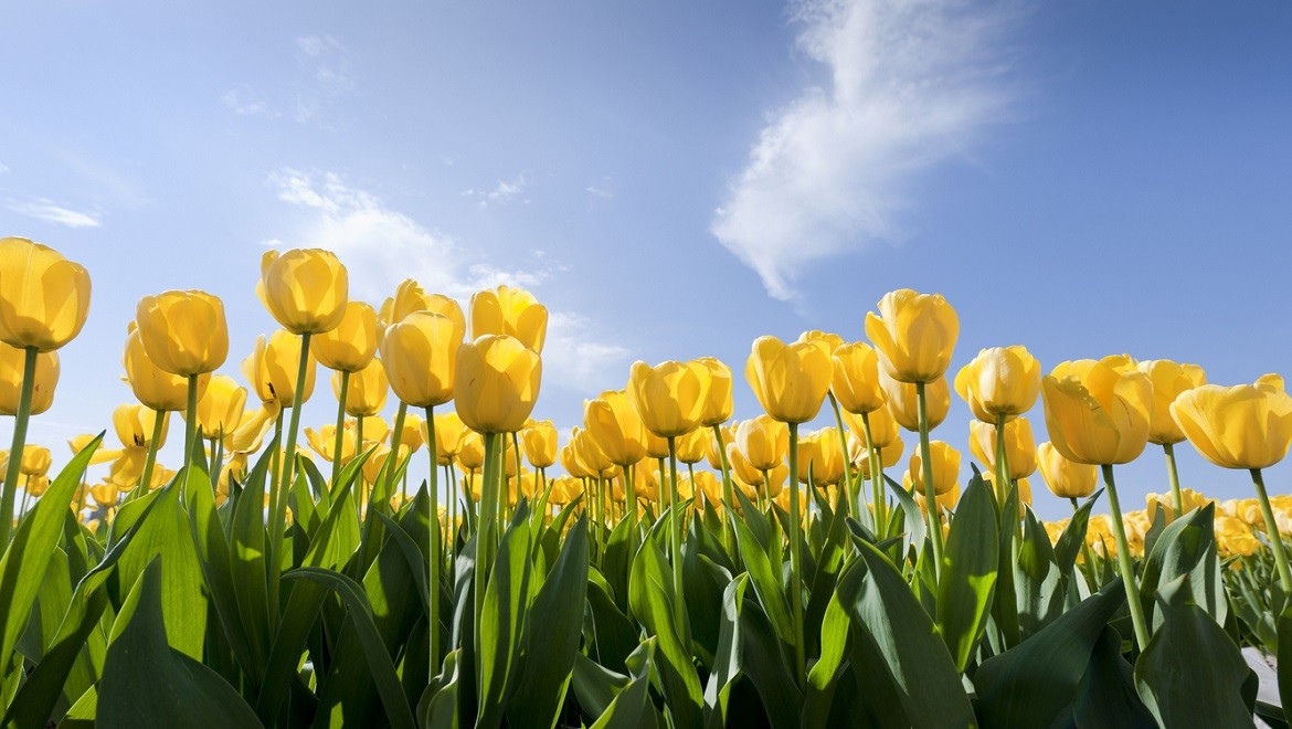 Tulip. Republic of Tatarstan