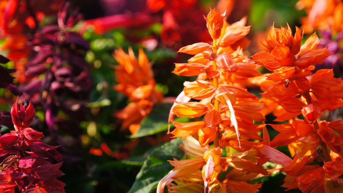 Salvia. Lugansk People's Republic
