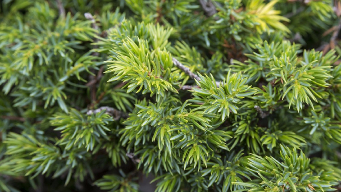 Artysh (Siberian juniper). Republic of Tuva