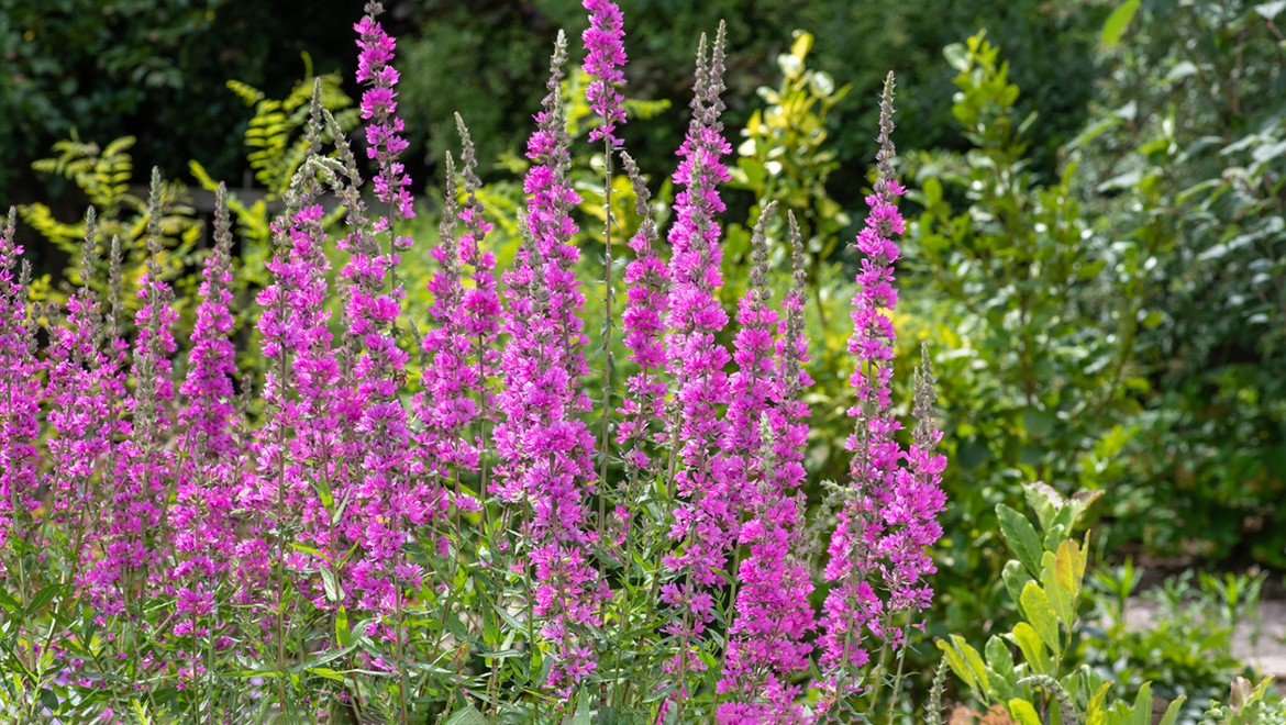 Purple loosestrife. Sverdlovsk region