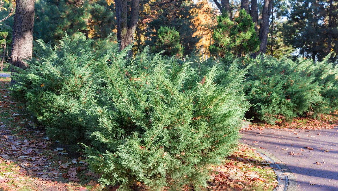 Juniper. Republic of Altai