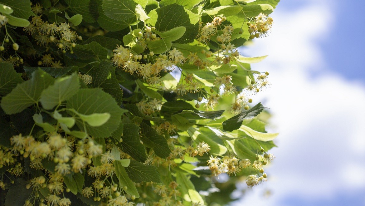 Linden. Lipetsk region