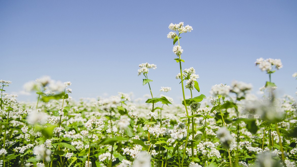 Buckwheat. Altai region
