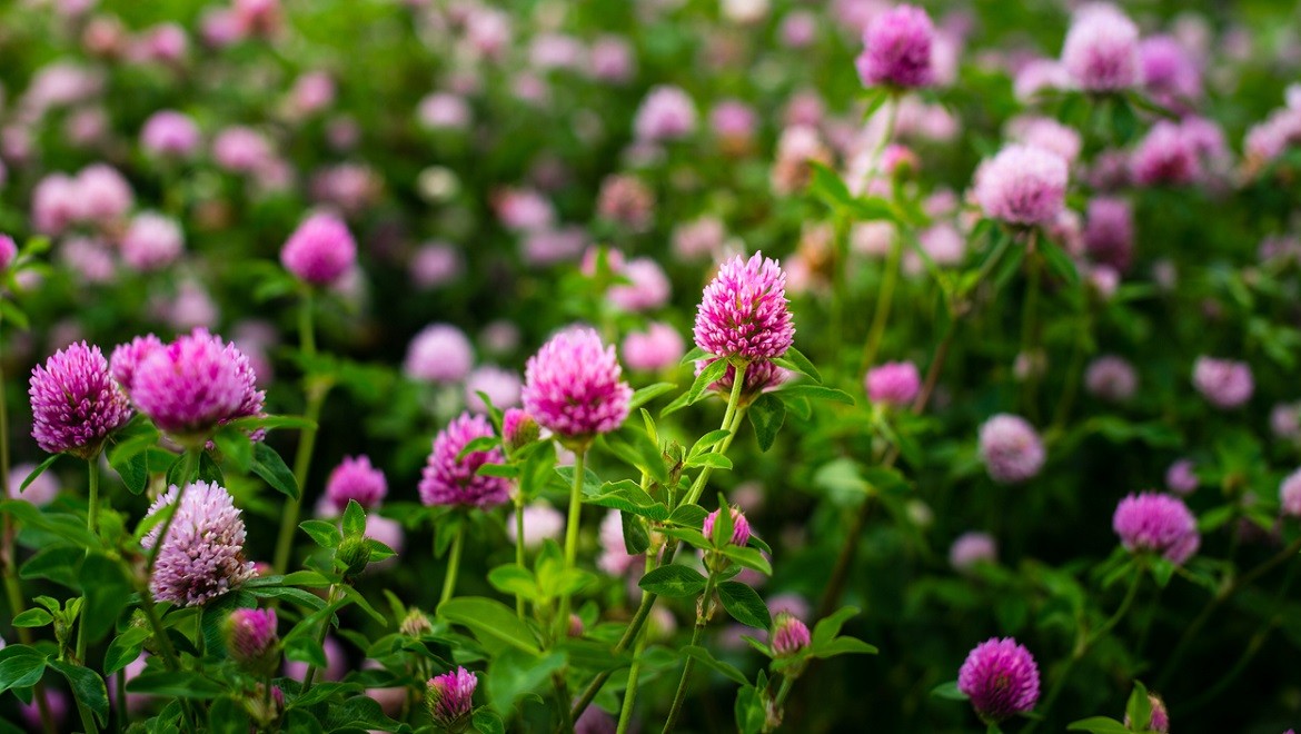 Red clover. Kirov region
