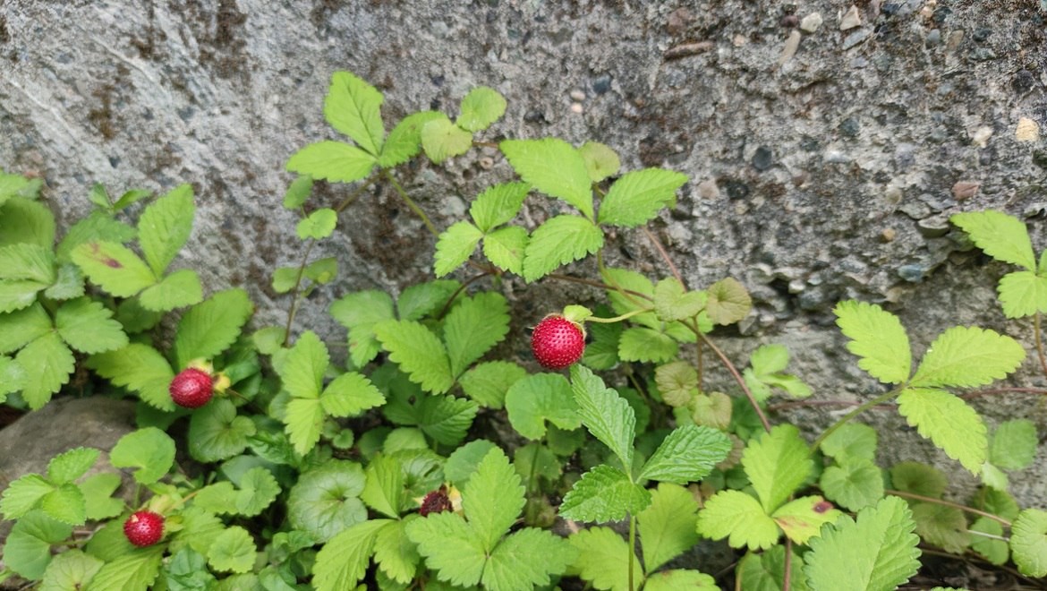 Wild strawberry. Ryazan region