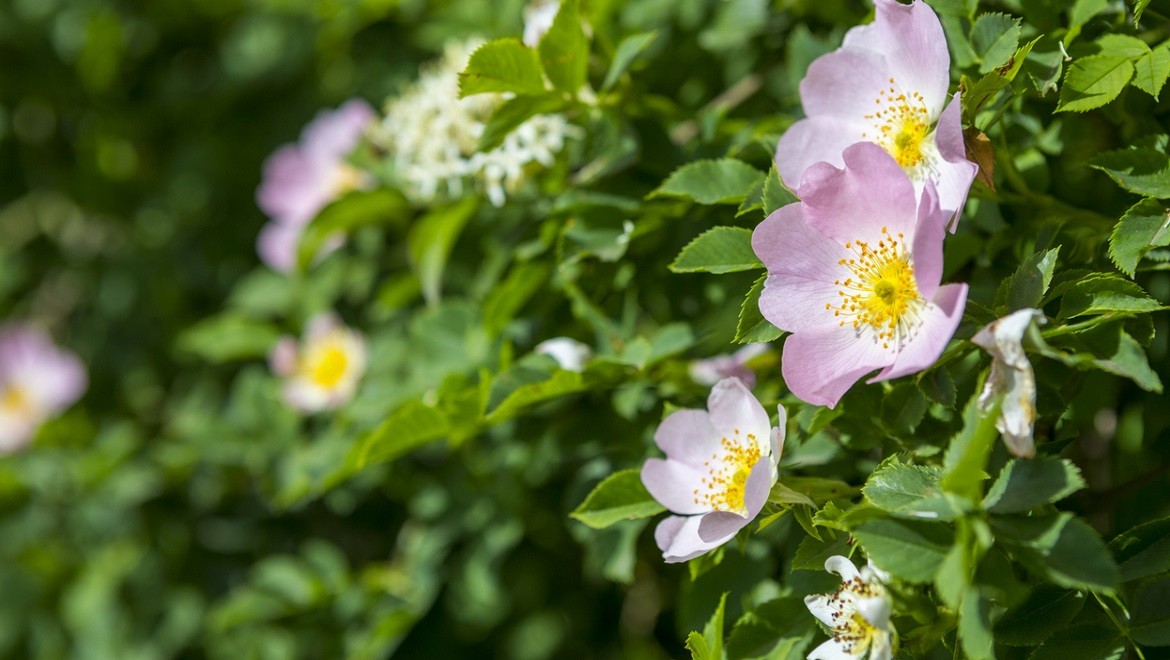 Wild rose. Arkhangelsk region