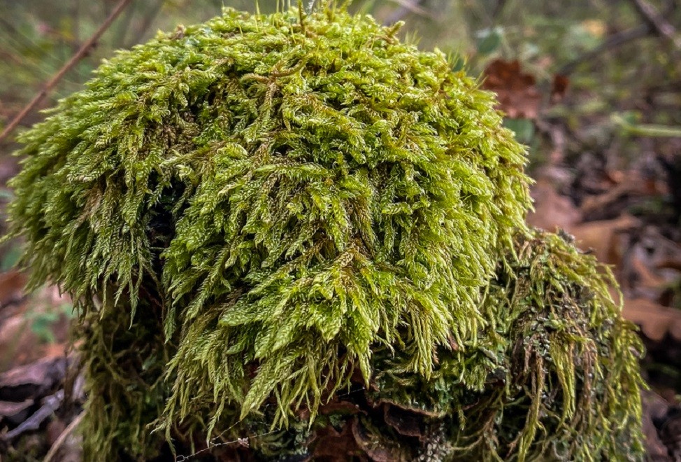 Sphagnum moss. Karelia