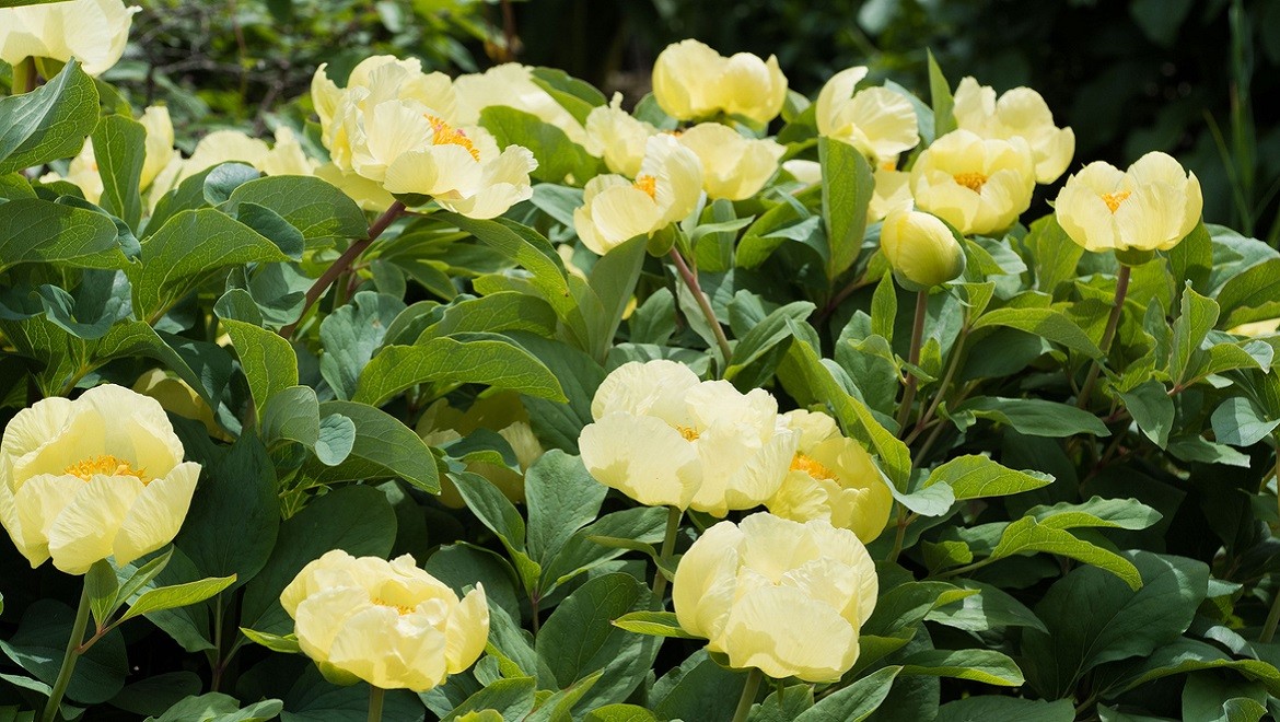 Anomalous peony. Kurgan Region