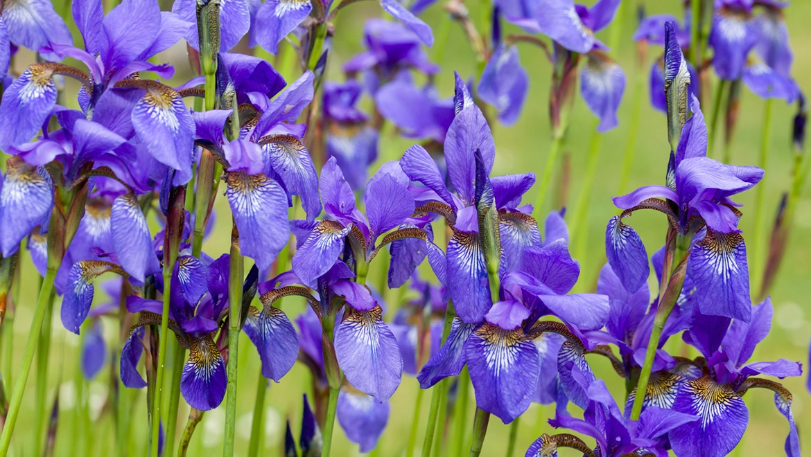 Siberian Iris. Novosibirsk Region