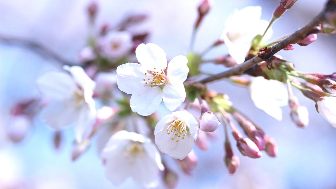 Cherry tree. Vladimir region