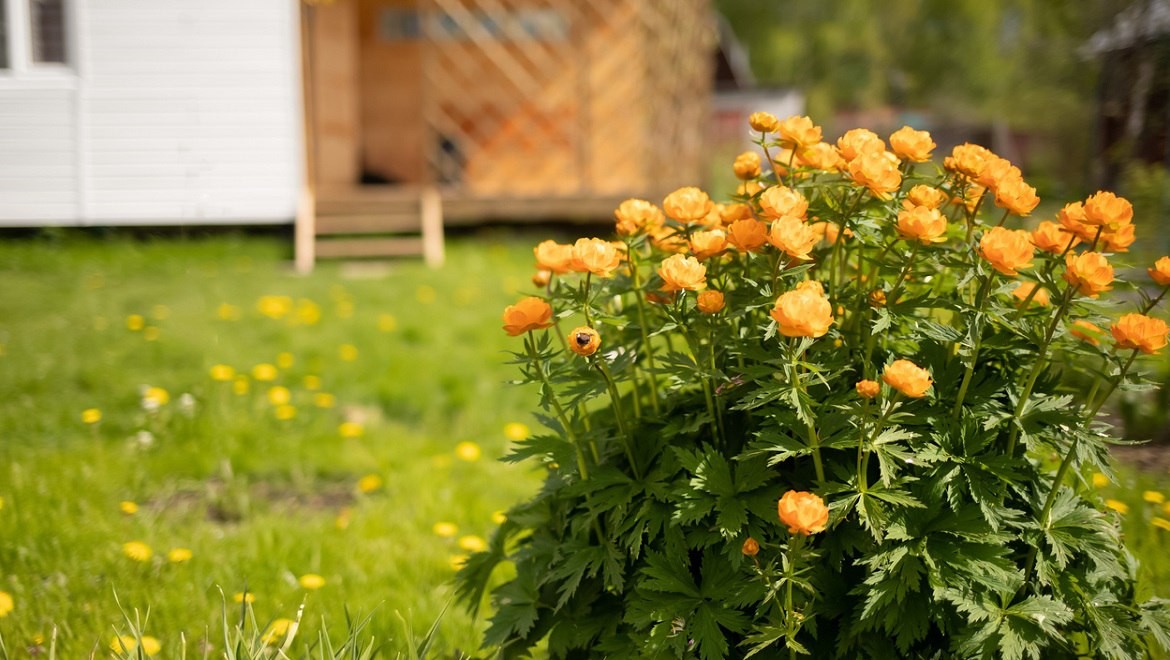 Asian globe flower. Republic of Khakassia