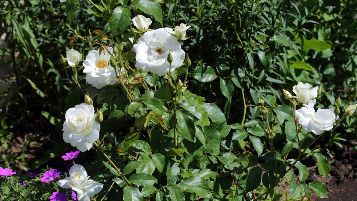 Kaluga rose. Kaluga region