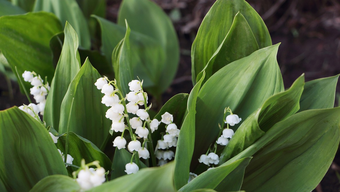 LILY OF THE VALLEY. UDMURT REPUBLIC