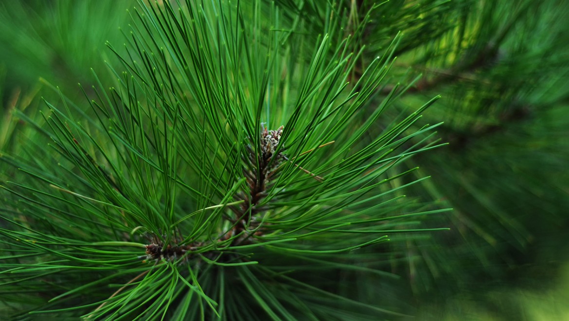 Pine. Chelyabinsk region