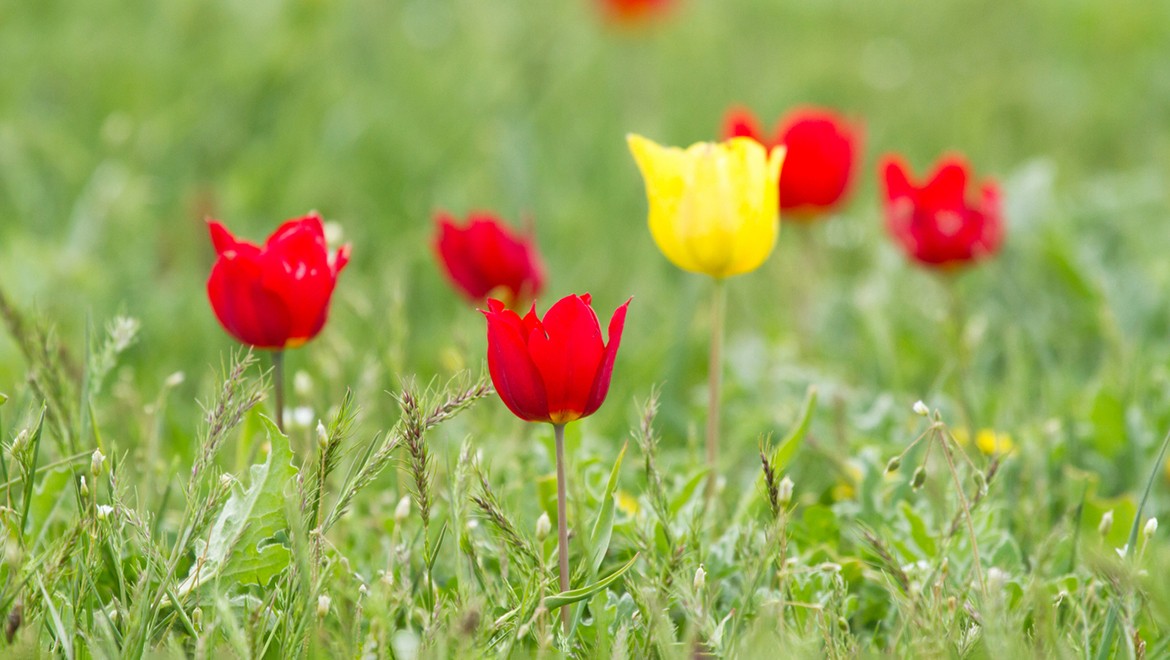 Tulip. Republic of Kalmykia