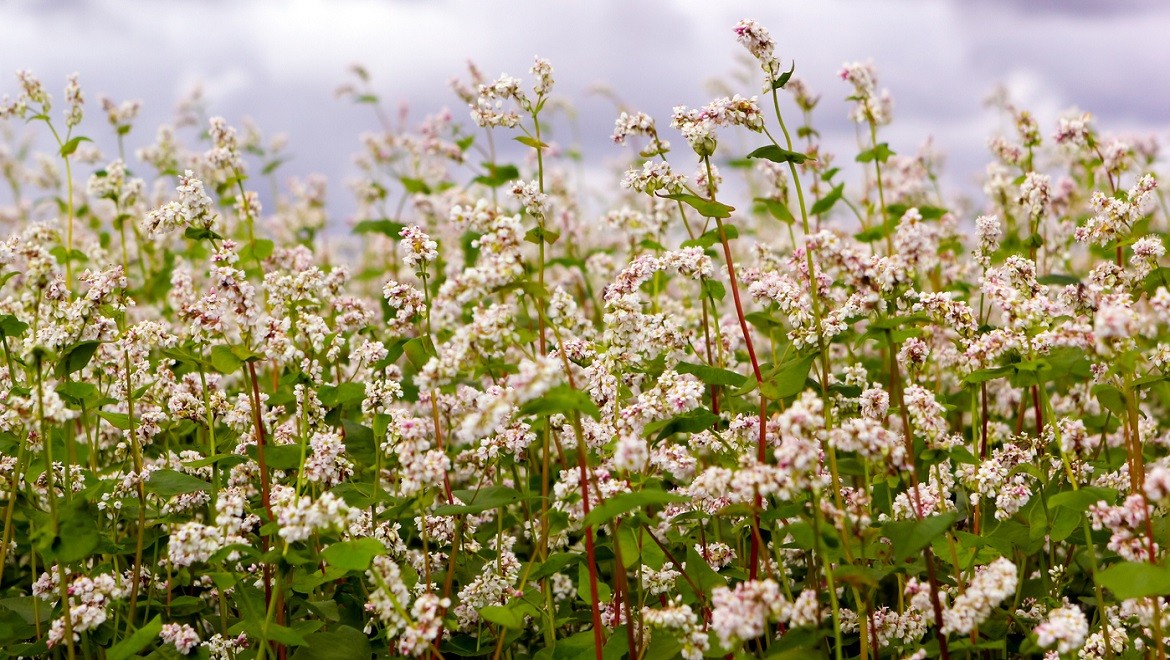 Red-stemmed buckwheat. Penza region